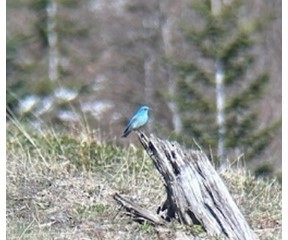 mountain bluebird