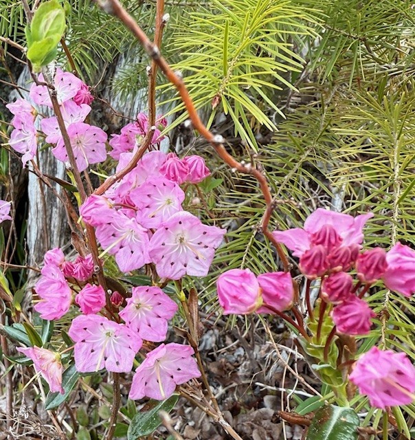 Bog laurel